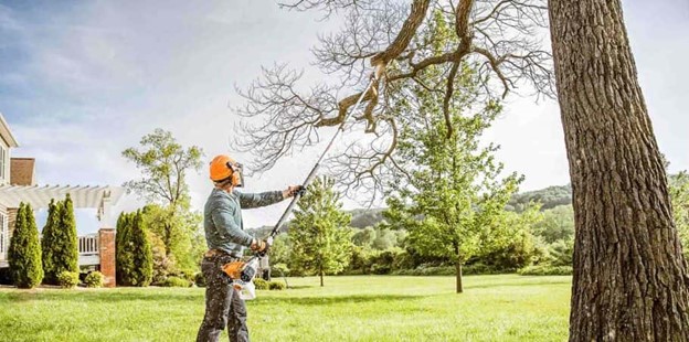 Tree Trimming and Pruning